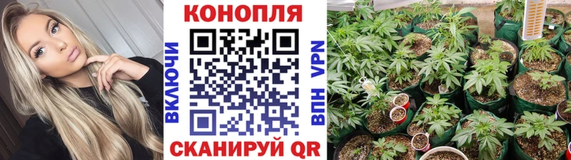 Конопля OG Kush  Нюрба 